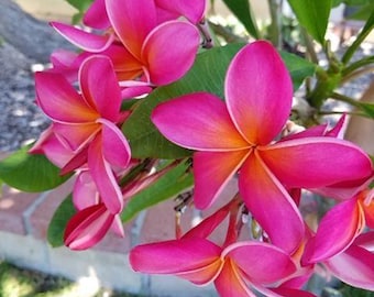 Plumeria Seeds or Cuttings- Kaneohe, White Yellow, White Pink