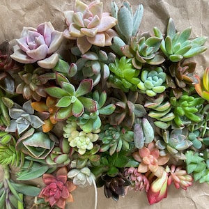 50 Random Succulent Starter Floret Cuttings bild 5
