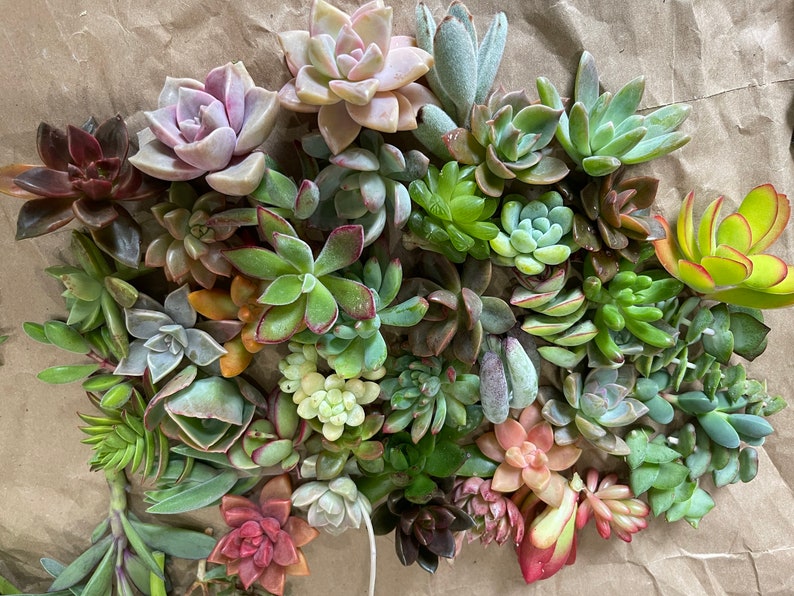50 Random Succulent Starter Floret Cuttings bild 5