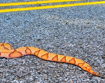 Copperhead Snake Skin - Etsy