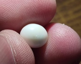 3.19carat Natural Cassis Conch Pearl