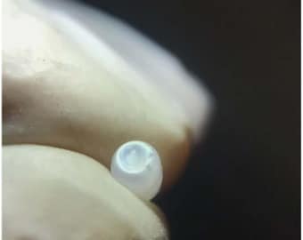 0.35 carat Natural Tridacna White Clam Pearl Grade AAA