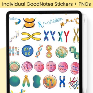 1100 Biology & Anatomy Digital Stickers Pre-cropped Human Body Stickers Hand-Drawn iPad GoodNotes PNG File Note-Taking, Studying image 4