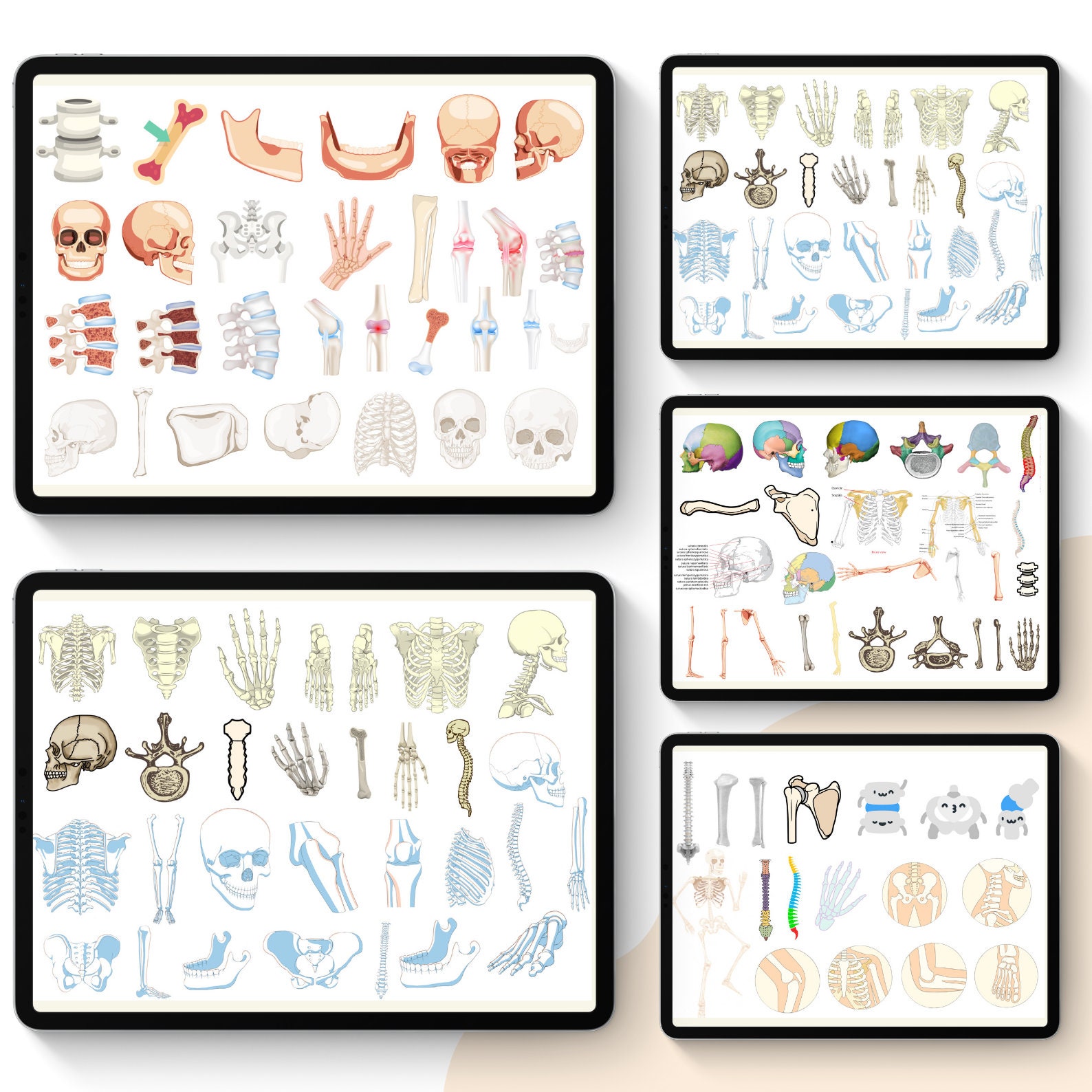Anatomy Bones Digital Stickers: Medical Study, Goodnotes PNG (digital ...