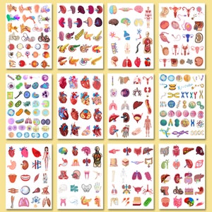 1100 Biology & Anatomy Digital Stickers Pre-cropped Human Body Stickers Hand-Drawn iPad GoodNotes PNG File Note-Taking, Studying image 3
