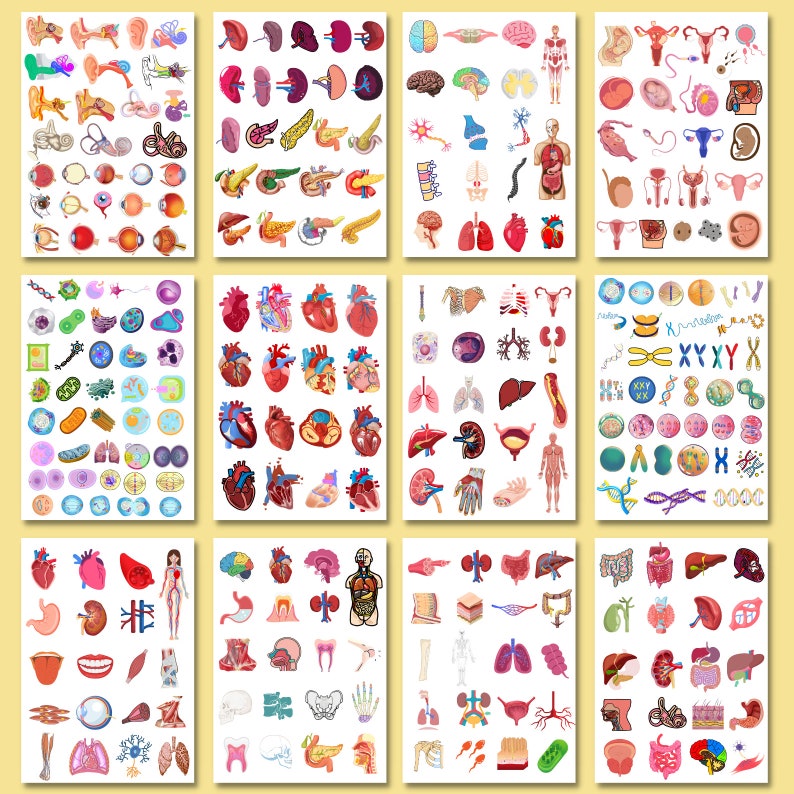 1100 Biology & Anatomy Digital Stickers Pre-cropped Human Body Stickers Hand-Drawn iPad GoodNotes PNG File Note-Taking, Studying image 3