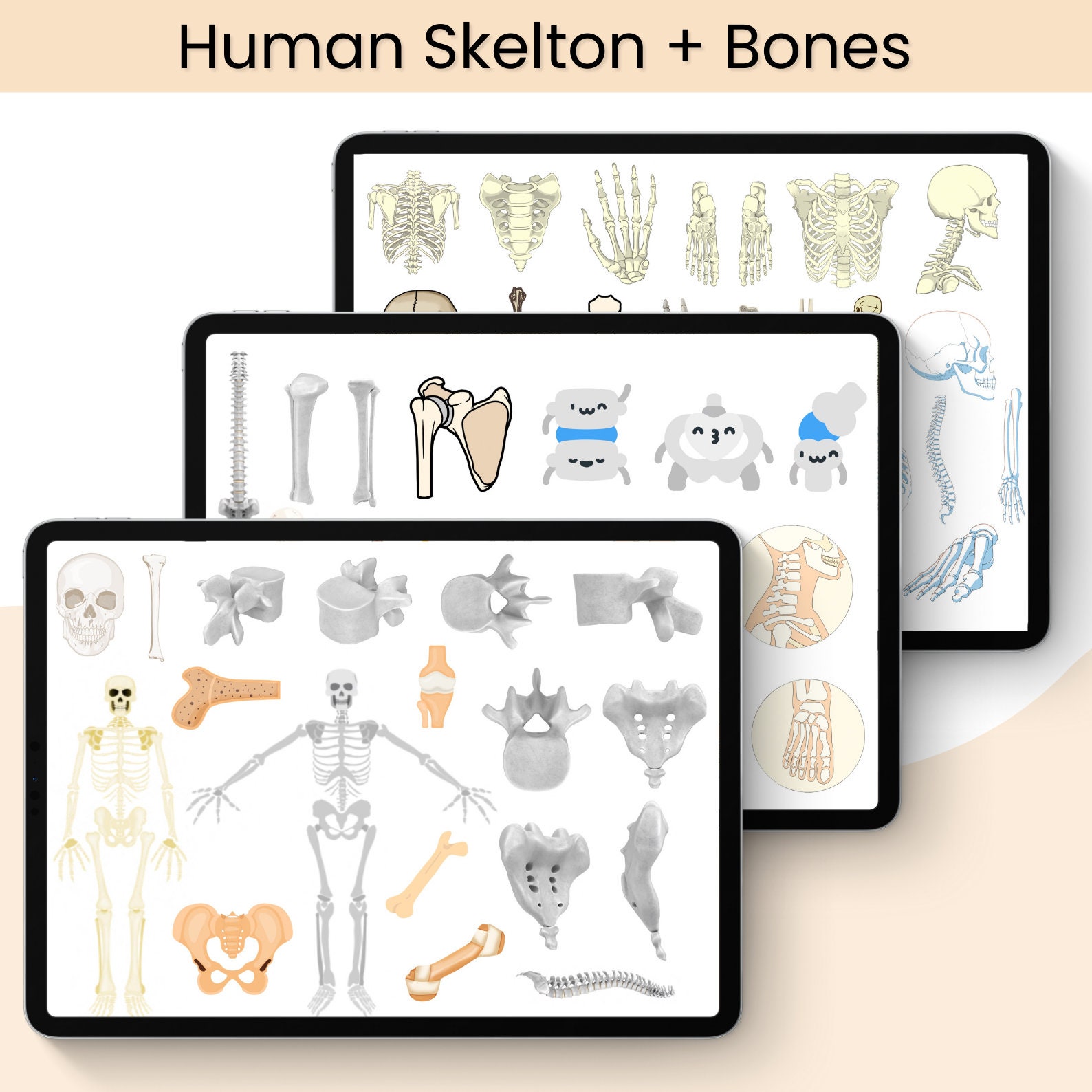 Anatomy Bones Digital Stickers: Medical Study, Goodnotes PNG (digital ...