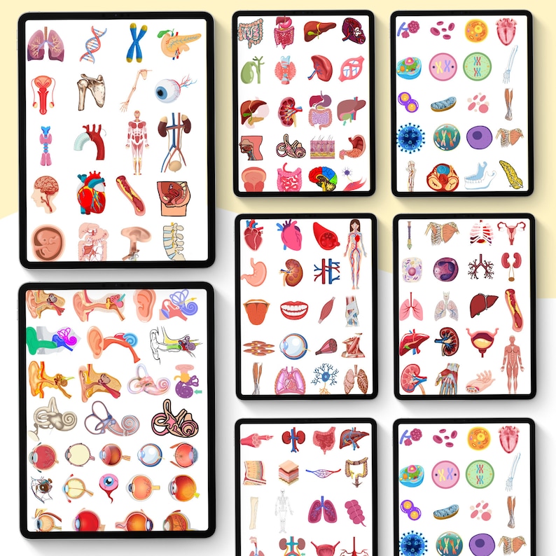 1100 Biology & Anatomy Digital Stickers Pre-cropped Human Body Stickers Hand-Drawn iPad GoodNotes PNG File Note-Taking, Studying image 6