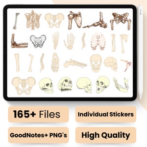 Anatomy Bones Digital Stickers: Medical Study, Goodnotes PNG (digital ...