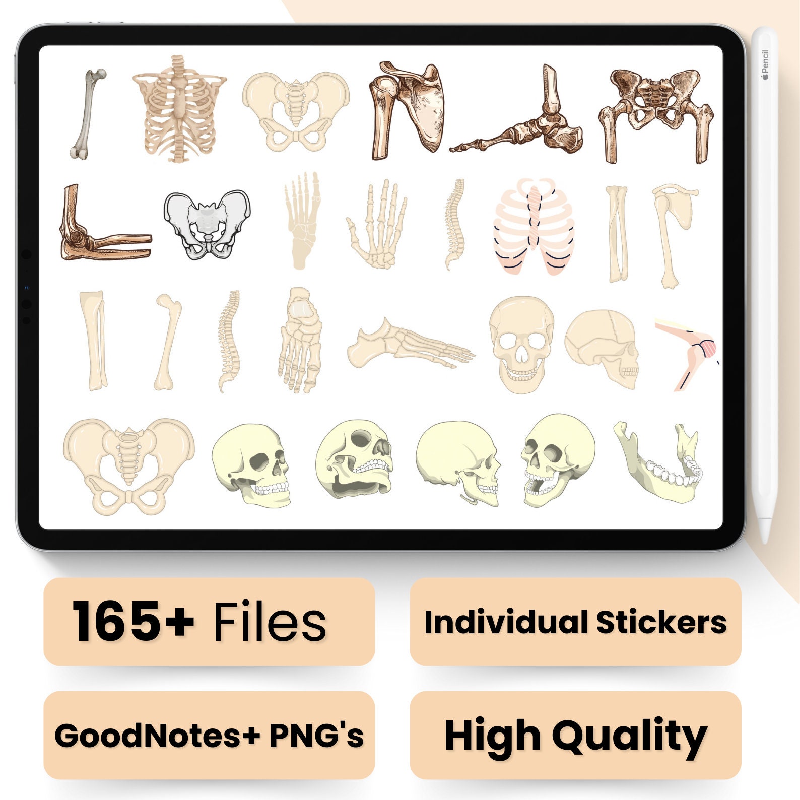 Anatomy Bones Digital Stickers: Medical Study, Goodnotes PNG (digital ...