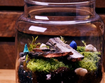 DIY Terrarium KIT with all necessary components - Glass jar, bamboo lid and high quality moss, self-sustaining terrarium with instructions