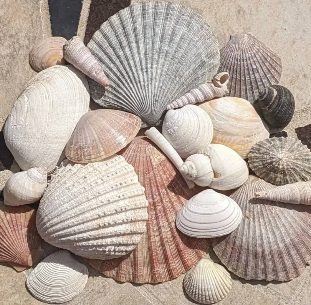 Crafts Assorted Sea Shells Ocean Decor Craft lot beach home cabin decor