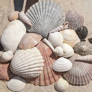 Natural Seashells, Natural Sea Shells, Natural Shells, Craft