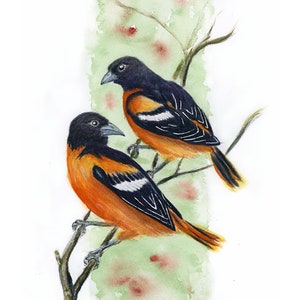 Two Orioles Watercolour Art Print