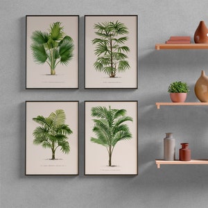 Puede incluir: Cuatro estampados botánicos enmarcados de palmeras cuelgan de una pared gris sobre tres estantes de madera. Los estantes están decorados con jarrones, velas y una pequeña planta en maceta.
