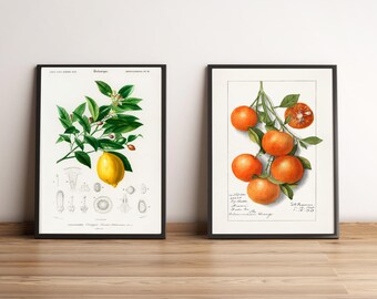 Fruit Art Print Set | Vintage Kitchen Style | Retro Fruit Kitchen Decor | Digital Download – Instant Wall Art