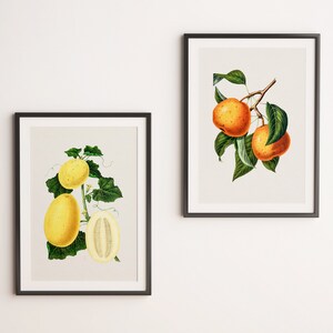 Vintage Fruit Prints - Botanical Illustration Set | Farmhouse Kitchen Deco r-Vintage Art for Home Decor- Digital Download – Instant Wall Art