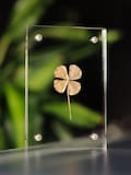 Gift lucky charm real 4 leaf clover gold in acrylic picture frame with gift wrapping product logo