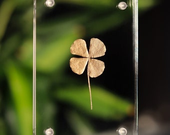 Gift lucky charm real 4 leaf clover gold in acrylic picture frame with gift wrapping
