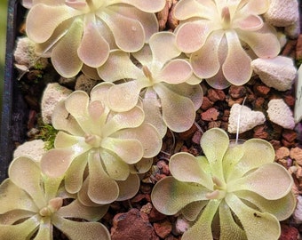 Pinguicula 'Weser' - hybrid carnivorous plant - butterwort