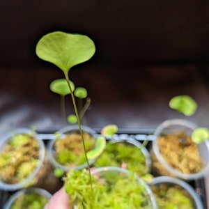 Utricularia humboldtii - carnivorous bladderwort