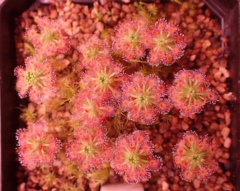 Op de afbeelding: Een bovenaanzicht van een in pot geplaatste vleesetende plant, met talrijke kleine, ronde, roodroze bloemachtige structuren. De plant staat in een donkere vierkante pot gevuld met kleine, lichtbruine kiezels. Het midden van de plant is groen.
