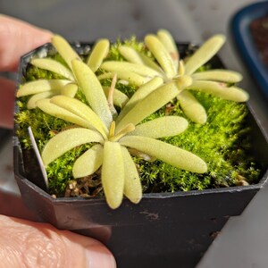 Pinguicula moctezumae x agnata - carnivorous plant - butterwort