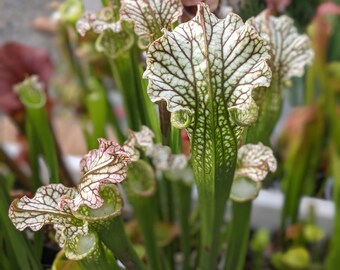 Sarracenia leucophylla - multiple growth points - bare root