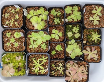 May include: A white plastic tray filled with small black pots containing green carnivorous plants. The plants are arranged in rows and are all in various stages of growth.