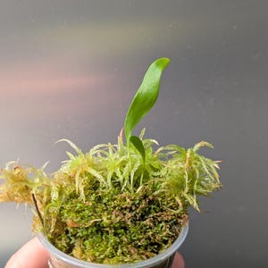 Utricularia &#39;Jitka&#39; - carnivorous bladderwort
