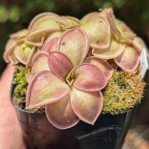 Pinguicula &#39;Red Lotus&#39; - carnivorous plant - butterwort