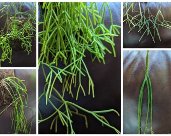 Rhipsalis - unrooted cuttings - several types