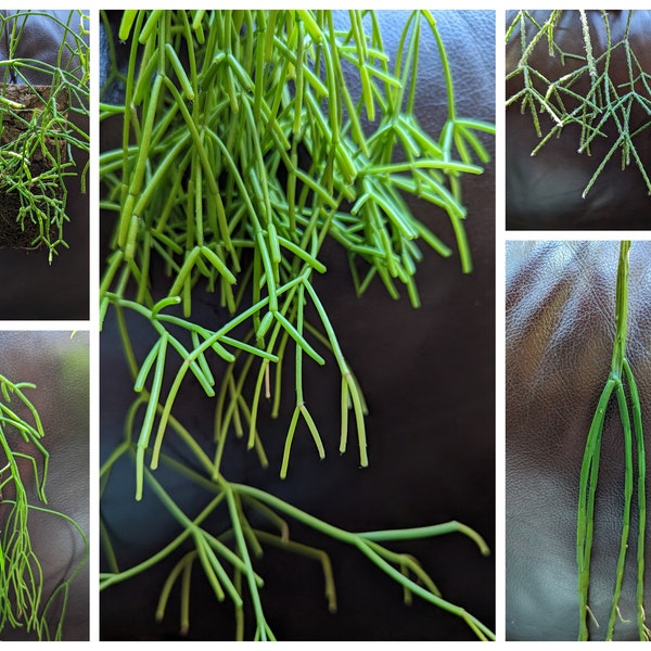 Rhipsalis - unrooted cuttings - several types