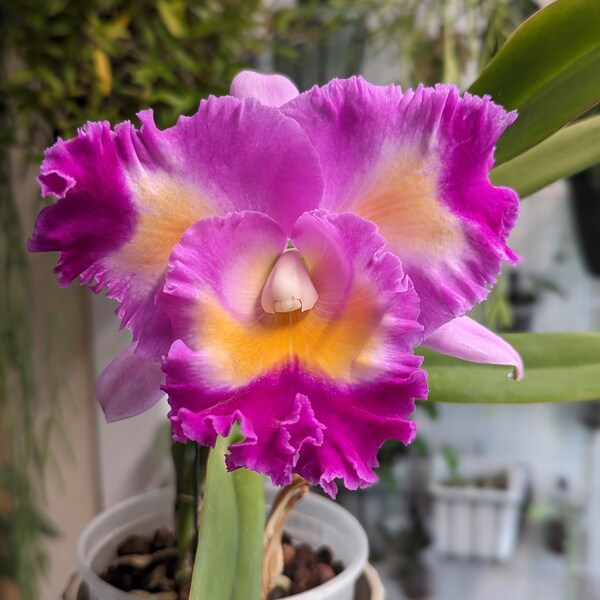 Cattleya Volcano Clown 'Volcano Queen' - Orchid - fragrant