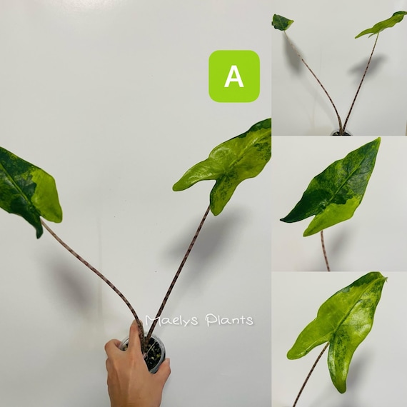 Alocasia Zebrina Aurea Variegated - Rare Plant -update 01/03/2026