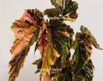 Begonia 'Ginny Galaxy' Hight Variegated Rooted - US Seller - Free shipping