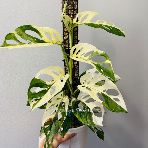Monstera Adansonii Albo tricolors variegated Rare plant - US Seller - Free Shipping