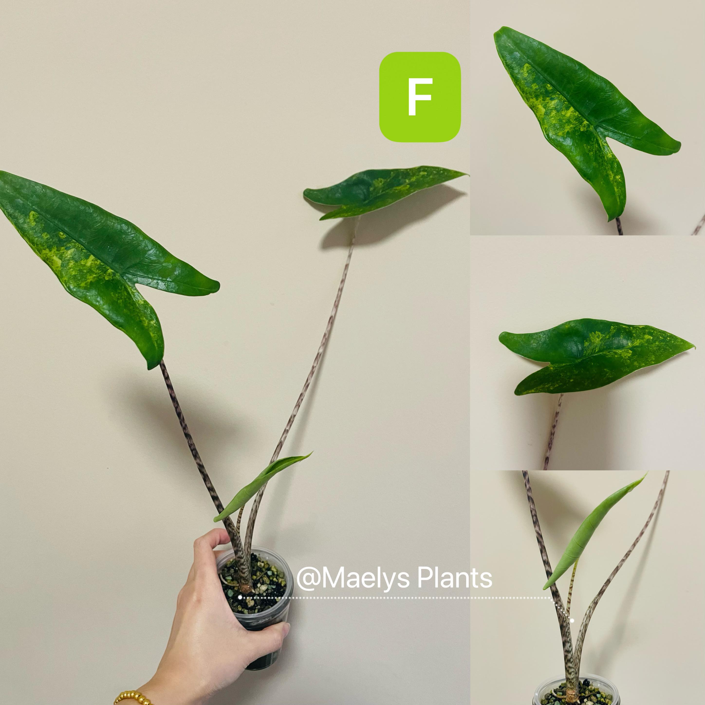Alocasia Zebrina Aurea Variegated - Rare Plant -update 01/03/2026