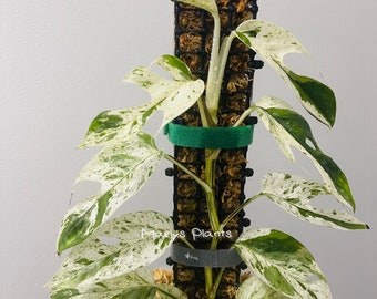 Epipremnum pinnatum marble variegated - Update 3/28 - US Seller - Free Shipping