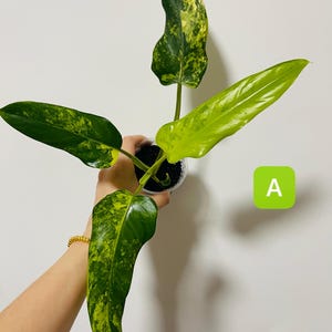 Philodendron Firebird - Etsy