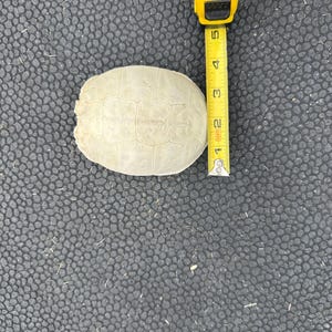 May include: A light beige, oval-shaped turtle shell with a segmented pattern. A yellow measuring tape is positioned vertically next to the shell, indicating a length of approximately 4.5 inches from the top to the bottom edge of the shell.