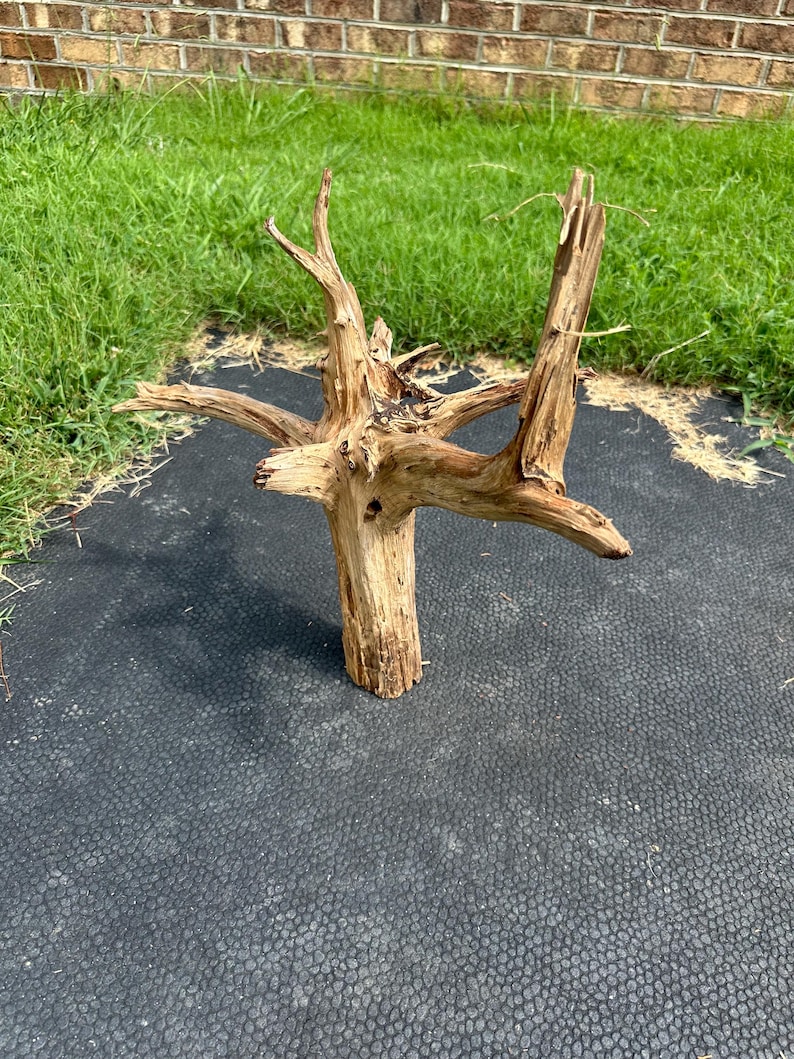 Beautiful Cedar Root Collar, Cedar Tree Stump, Artistic Possibilities ...