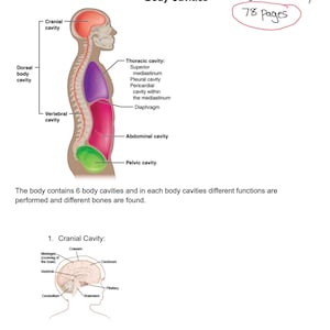 Radiology Anatomy Study Guide Notes