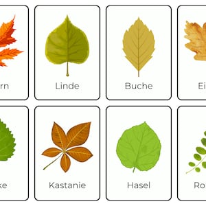 Könnte beinhalten: Eine Tabelle mit Bildern von verschiedenen Blattarten und ihren deutschen Namen. Die Blätter sind in verschiedenen Farben und Formen dargestellt, darunter grün, braun, orange und gelb. Die Namen der Blätter sind: Ahorn, Linde, Buche, Eiche, Birke, Kastanie, Hasel und Robinie.