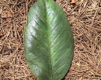 Cast Magnolia Leaf