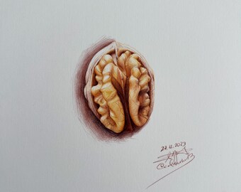 Realistic Walnut Original Drawing - Ballpoint Pen Illustration - decoration idea - dessin de noix