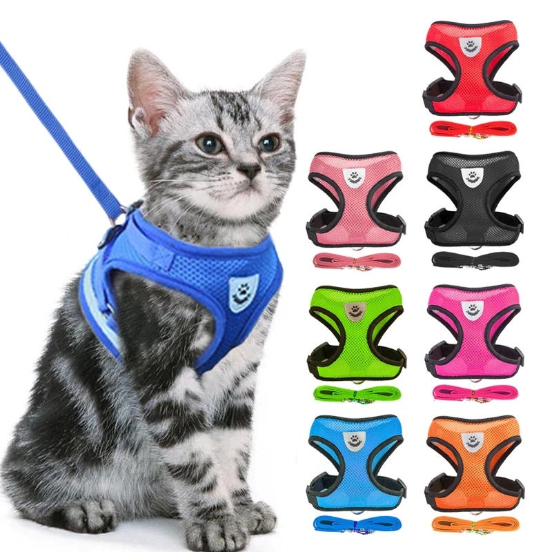 toy cat with leash