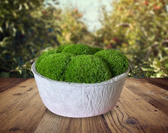 Moss Bowl, Arrangement in Concrete Bowl