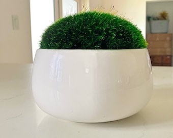 The WhiteMood Bowl. Moss Bowl.  Moss centerpiece.  Small ceramic bowl.