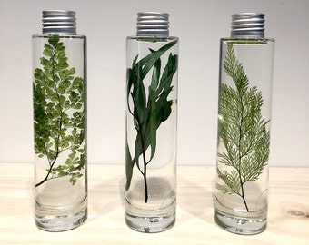 Submerged plants, flask plants, bottled herbarium, bottled plants, bottled plants, gift